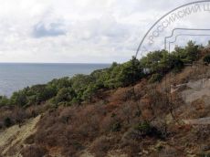 Pinus-pityusa_Базовая_эксклав